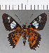  (Agara pardalina - CFCD01147)  @11 [ ] Copyright (2019) Christer Fahraeus Center For Collection-Based Research