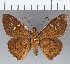  (Sarmientoia similis - CFCD01152)  @11 [ ] Copyright (2019) Christer Fahraeus Center For Collection-Based Research
