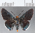  (Passova ganymedes - CFCD01163)  @11 [ ] Copyright (2019) Christer Fahraeus Center For Collection-Based Research