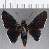  ( - CFCD01166)  @11 [ ] Copyright (2019) Christer Fahraeus Center For Collection-Based Research