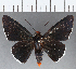  ( - CFCD01167)  @11 [ ] Copyright (2019) Christer Fahraeus Center For Collection-Based Research