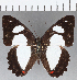  ( - CFCD01169)  @11 [ ] Copyright (2019) Christer Fahraeus Center For Collection-Based Research