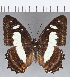  ( - CFCD01175)  @13 [ ] Copyright (2019) Christer Fahraeus Center For Collection-Based Research