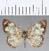  ( - CFCD01213)  @11 [ ] Copyright (2019) Christer Fahraeus Center For Collection-Based Research