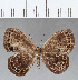  ( - CFCD01243)  @11 [ ] Copyright (2019) Christer Fahraeus Center For Collection-Based Research