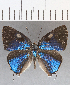  ( - CFCD01290)  @11 [ ] Copyright (2019) Christer Fahraeus Center For Collection-Based Research