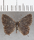  ( - CFCD01443)  @11 [ ] Copyright (2020) Christer Fahraeus Center For Collection-Based Research