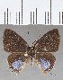  ( - CFCD01509)  @11 [ ] Copyright (2020) Christer Fahraeus Center For Collection-Based Research