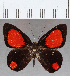  ( - CFCD01540)  @11 [ ] Copyright (2020) Christer Fahraeus Center For Collection-Based Research