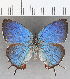  ( - CFCD01644)  @11 [ ] copyright (2020) Christer Fahraeus Center For Collection-Based Research