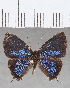  ( - CFCD01683)  @11 [ ] copyright (2020) Christer Fahraeus Center For Collection-Based Research