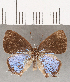  ( - CFCD01690)  @11 [ ] copyright (2020) Christer Fahraeus Center For Collection-Based Research