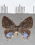  ( - CFCD01697)  @11 [ ] copyright (2020) Christer Fahraeus Center For Collection-Based Research