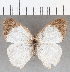  (Pareuptychia sp. CF01 - CFCD01718)  @11 [ ] copyright (2020) Christer Fahraeus Center For Collection-Based Research