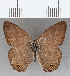  (Cissia sp. CF05 - CFCD01725)  @11 [ ] copyright (2020) Christer Fahraeus Center For Collection-Based Research