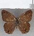  (Cissia sp. CF01 - CFCD01726)  @11 [ ] copyright (2020) Christer Fahraeus Center For Collection-Based Research