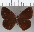  (Lymanopoda albocincta - CFCD01758)  @11 [ ] copyright (2020) Christer Fahraeus Center For Collection-Based Research
