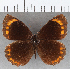 ( - CFCD01761)  @13 [ ] copyright (2020) Christer Fahraeus Center For Collection-Based Research