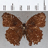  ( - CFCD01767)  @11 [ ] copyright (2020) Christer Fahraeus Center For Collection-Based Research