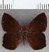  (Lymanopoda magna - CFCD01783)  @11 [ ] copyright (2020) Christer Fahraeus Center For Collection-Based Research