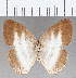  (Pareuptychia sp. CF02 - CFCD01803)  @11 [ ] copyright (2020) Christer Fahraeus Center For Collection-Based Research