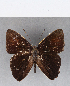  (Euselasia sp. CF41 - CFCD00185)  @11 [ ] Copyright (2018) Christer Fahraeus Center For Collection-Based Research