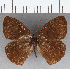  (Forsterinaria rustica weyrauchi - CFCD01852)  @11 [ ] copyright (2021) Center For Collection-Based Research Center For Collection-Based Research