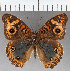  ( - CFCD01858)  @11 [ ] copyright (2021) Center For Collection-Based Research Center For Collection-Based Research