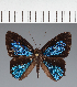 (Euselasia euboea - CFCD02077)  @11 [ ] copyright (2022) Center For Collection-Based Research Center For Collection-Based Research