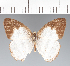  (Pareuptychia sp. CF04 - CFCD02521)  @11 [ ] copyright (2022) Center For Collection-Based Research Center For Collection-Based Research