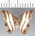  (Pareuptychia sp. CF05 - CFCD02523)  @11 [ ] copyright (2022) Center For Collection-Based Research Center For Collection-Based Research