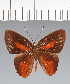  ( - CFCD02545)  @11 [ ] copyright (2022) Center For Collection-Based Research Center For Collection-Based Research