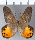  ( - CFCD00288)  @11 [ ] Copyright (2018) Christer Fahraeus Center For Collection-Based Research