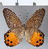  ( - CFCD00289)  @11 [ ] Copyright (2018) Christer Fahraeus Center For Collection-Based Research