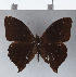  ( - CFCD00301)  @11 [ ] Copyright (2018) Christer Fahraeus Center For Collection-Based Research