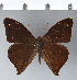  (Corades melania - CFCD00304)  @11 [ ] Copyright (2018) Christer Fahraeus Center For Collection-Based Research