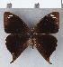  (Corades pannonia - CFCD00307)  @11 [ ] Copyright (2018) Christer Fahraeus Center For Collection-Based Research