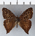  ( - CFCD00309)  @11 [ ] Copyright (2018) Christer Fahraeus Center For Collection-Based Research