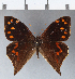  ( - CFCD00312)  @11 [ ] Copyright (2018) Christer Fahraeus Center For Collection-Based Research