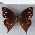  (Corades cistene cistene - CFCD00313)  @11 [ ] Copyright (2018) Christer Fahraeus Center For Collection-Based Research