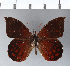  ( - CFCD00324)  @11 [ ] Copyright (2018) Christer Fahraeus Center For Collection-Based Research