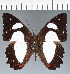  ( - CFCD03763)  @11 [ ] copyright (2023) Center For Collection-Based Research Center For Collection-Based Research