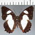 ( - CFCD03764)  @11 [ ] copyright (2023) Center For Collection-Based Research Center For Collection-Based Research
