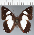  ( - CFCD03765)  @11 [ ] copyright (2023) Center For Collection-Based Research Center For Collection-Based Research
