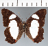  ( - CFCD03769)  @11 [ ] copyright (2023) Center For Collection-Based Research Center For Collection-Based Research