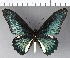  ( - CFCD00510)  @11 [ ] Copyright (2018) Christer Fahraeus Center For Collection-Based Research