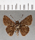  ( - CFCD00554)  @11 [ ] Copyright (2018) Christer Fahraeus Center For Collection-Based Research