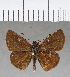  (Corticea mendica - CFCD00564)  @11 [ ] Copyright (2018) Christer Fahraeus Center For Collection-Based Research