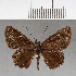  (Tarmia greeneyi - CFCD00581)  @11 [ ] Copyright (2018) Christer Fahraeus Center For Collection-Based Research
