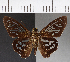  (Phanus obscurior - CFCD00585)  @13 [ ] Copyright (2018) Christer Fahraeus Center For Collection-Based Research